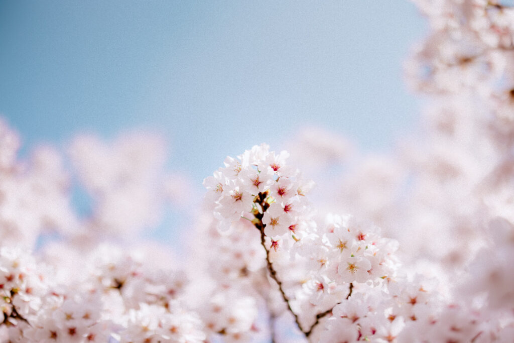Close-up of pale pink cherry blossoms against a soft blue sky