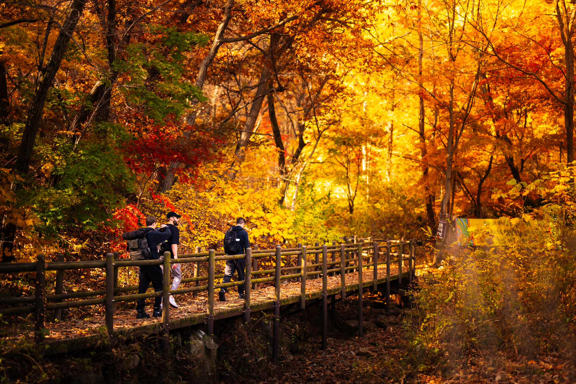 Hikers crossing a wooden bridge through a forest filled with vivid autumn foliage