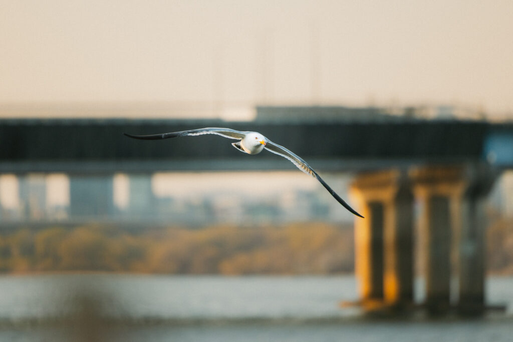 Seagull flying low over the Han River with a bridge softly blurred in the background