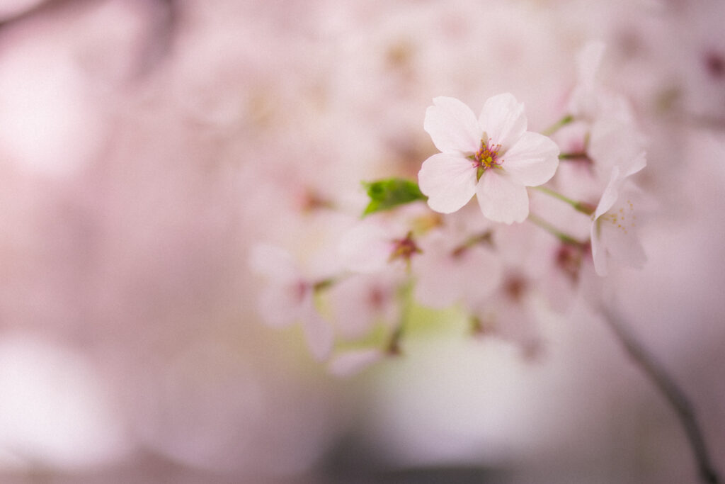 Close-up of a pale pink cherry blossom surrounded by softly blurred flowers