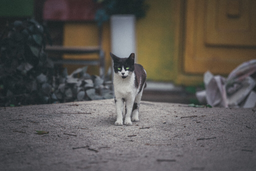 Black and white cat standing on a rough path in front of a yellow door at Yongma Land.