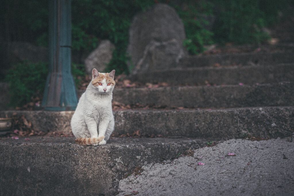 Orange and white cat sitting on worn concrete steps beside a green lamppost at Yongma Land.