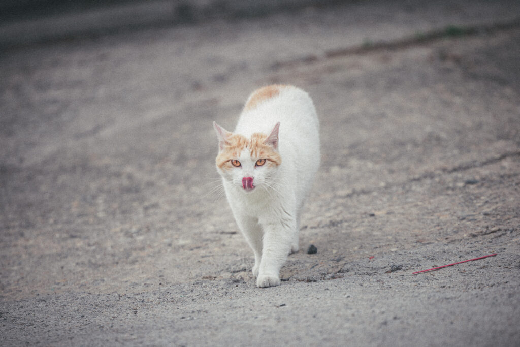 Orange and white cat walking toward the camera with its tongue out on a rough paved path.
