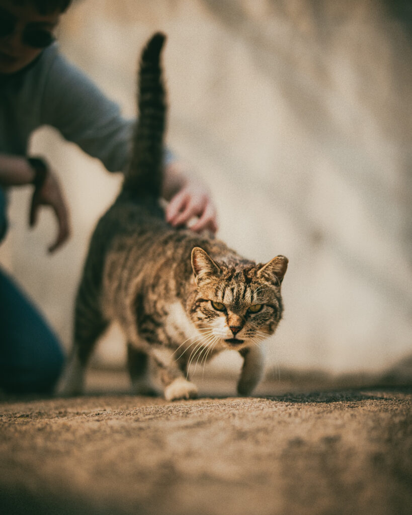 Tabby cat with its tail raised being petted by a crouching person beside a pale wall.